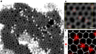 Nitrogen-doped amorphous monolayer carbon