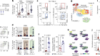 The type 2 cytokine Fc–IL-4 revitalizes exhausted CD8+ T cells against cancer