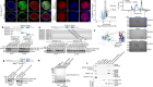 Two-factor authentication underpins the precision of the piRNA pathway