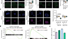 RNA m5C oxidation by TET2 regulates chromatin state and leukaemogenesis