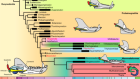 Brazilian fossils reveal homoplasy in the oldest mammalian jaw joint