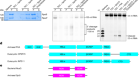 Structural basis of archaeal FttA-dependent transcription termination