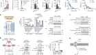 AARS1 and AARS2 sense l-lactate to regulate cGAS as global lysine lactyltransferases