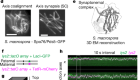 Rapid homologue juxtaposition during meiotic chromosome pairing