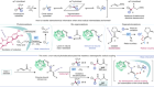 Stereospecific radical coupling with a non-natural photodecarboxylase