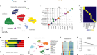 Targeting immune–fibroblast cell communication in heart failure