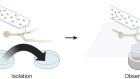 Inducing novel endosymbioses by implanting bacteria in fungi