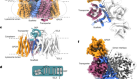 LYCHOS is a human hybrid of a plant-like PIN transporter and a GPCR