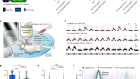 Calcium-permeable AMPA receptors govern PV neuron feature selectivity