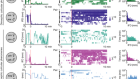 A modular circuit coordinates the diversification of courtship strategies