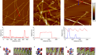 Peptide programming of supramolecular vinylidene fluoride ferroelectric phases