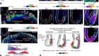 Selective utilization of glucose metabolism guides mammalian gastrulation