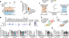 Chromatin remodelling drives immune cell–fibroblast communication in heart failure