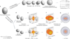 Imaging shapes of atomic nuclei in high-energy nuclear collisions