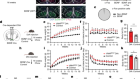 A subcortical feeding circuit linking an interoceptive node to jaw movement