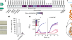 Anti-viral defence by an mRNA ADP-ribosyltransferase that blocks translation