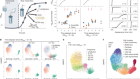Identification and genetic dissection of convergent persister cell states