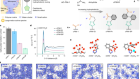 Selective ion transport through hydrated micropores in polymer membranes