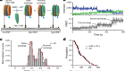 Nucleosome flipping drives kinetic proofreading and processivity by SWR1