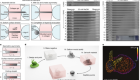 Sacrificial capillary pumps to engineer multiscalar biological forms