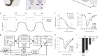 Prefrontal transthalamic uncertainty processing drives flexible switching