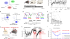 A combinatorial neural code for long-term motor memory