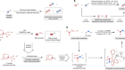 Coupling of unactivated alkyl electrophiles using frustrated ion pairs