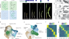 Exaptation of ancestral cell-identity networks enables C4 photosynthesis