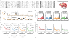 Nonlinear receptive fields evoke redundant retinal coding of natural scenes