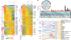 Spatially restricted immune and microbiota-driven adaptation of the gut