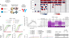 Broadly inhibitory antibodies to severe malaria virulence proteins