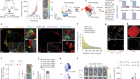 Cancer cells impair monocyte-mediated T cell stimulation to evade immunity