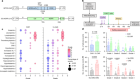 Interleukin-15-armoured GPC3 CAR T cells for patients with solid cancers