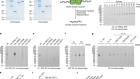 MCM double hexamer loading visualized with human proteins