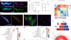 Macrophages excite muscle spindles with glutamate to bolster locomotion