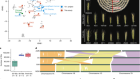 Pan-genome bridges wheat structural variations with habitat and breeding