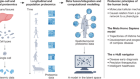 π-HuB: the proteomic navigator of the human body