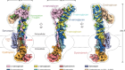 Structure and assembly of the dystrophin glycoprotein complex