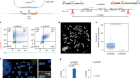 Engineered extrachromosomal oncogene amplifications promote tumorigenesis