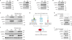 Lithocholic acid phenocopies anti-ageing effects of calorie restriction