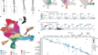 Timely TGFβ signalling inhibition induces notochord