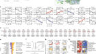 Spatial transcriptomic clocks reveal cell proximity effects in brain ageing