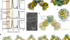 Conformational protection of molybdenum nitrogenase by Shethna protein II