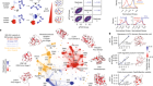 Site-saturation mutagenesis of 500 human protein domains