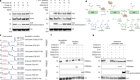 Bidirectional histone monoaminylation dynamics regulate neural rhythmicity