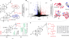 Host metabolism balances microbial regulation of bile acid signalling