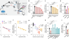 Cationic peptides cause memory loss through endophilin-mediated endocytosis