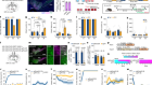 Experience-dependent dopamine modulation of male aggression