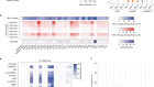 Precise modelling of mitochondrial diseases using optimized mitoBEs