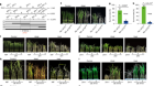 Fine-tuning gibberellin improves rice alkali–thermal tolerance and yield